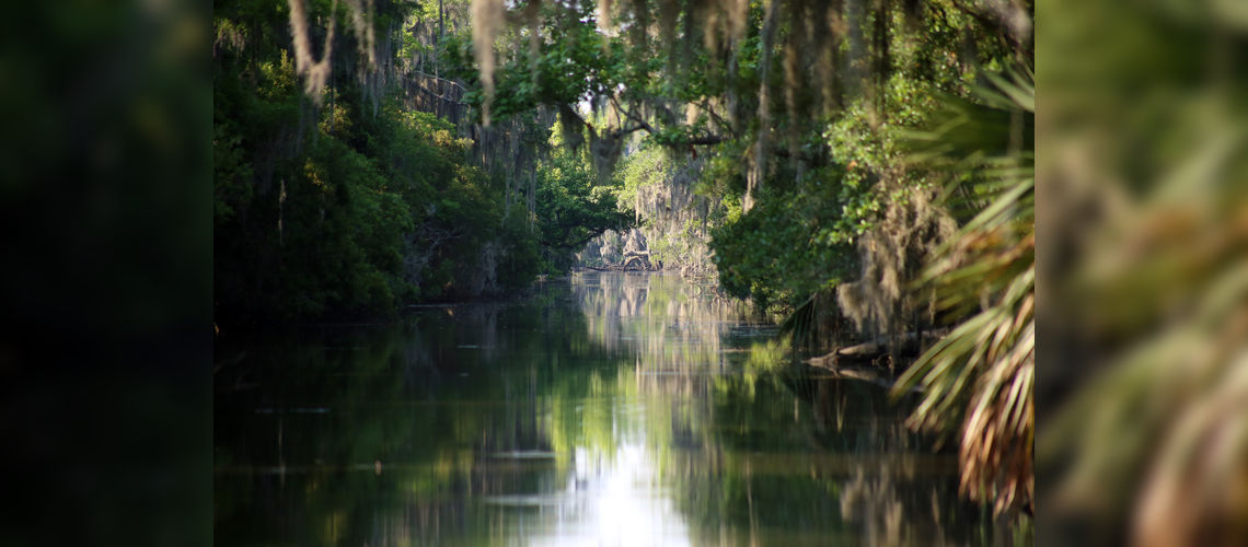 Louisiana bayous