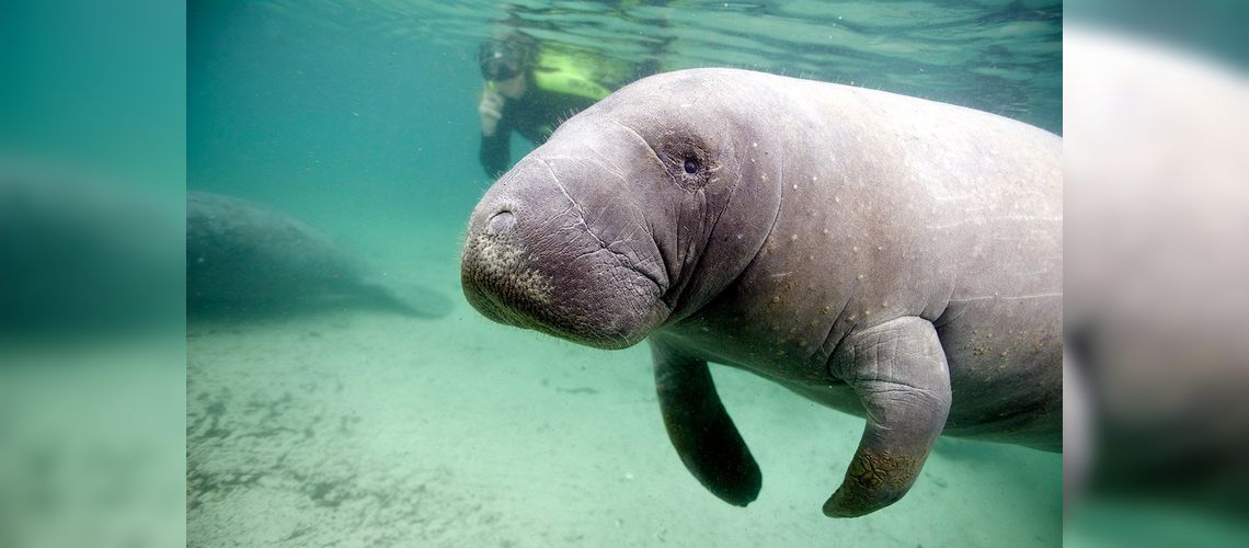 Swim with the Manatees