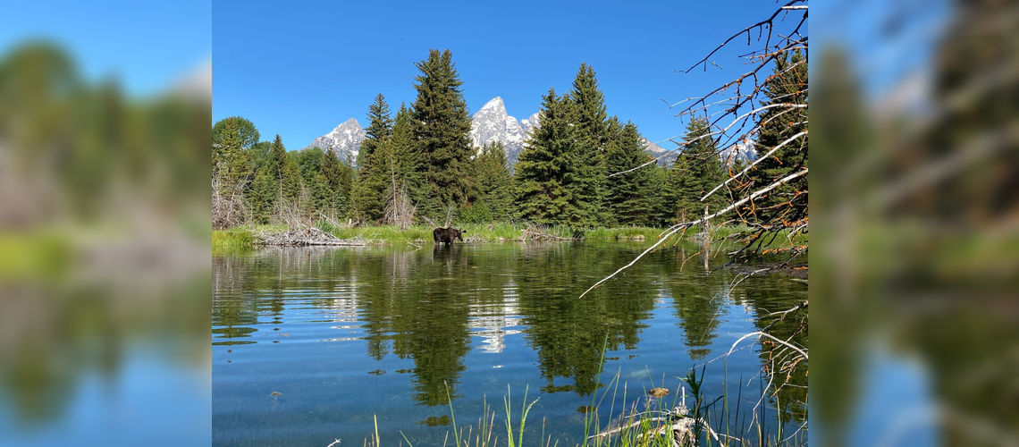 Wildlife observation tour in Grand Teton