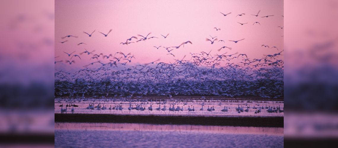 Snow Geese on the banks of the St. Lawrence River
