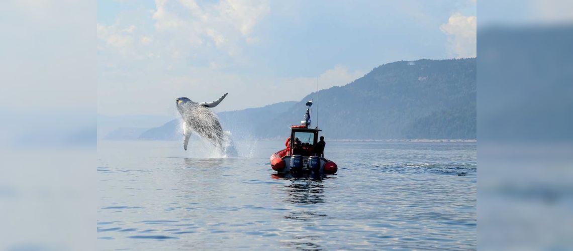 Saut d'une baleine à bosse