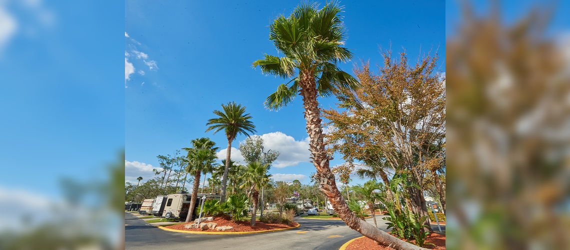 Encore Tropical Palms