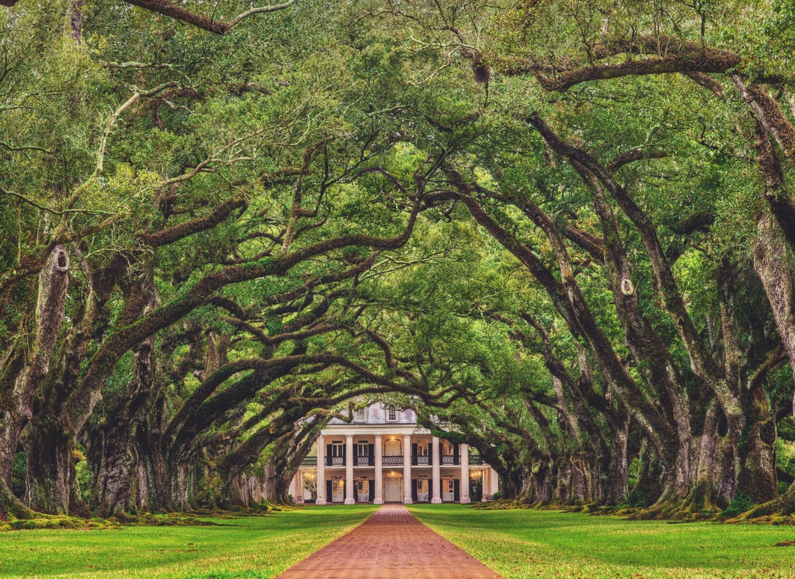 Chemin ombragé menant à une plantation en Louisiane