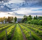 Vignoble sur l'île d'Orléans