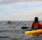 Kayak de mer avec les baleines, Tadoussac, Qc