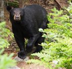 Safari photo ours noir