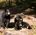 Safari photo ours noir