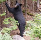 Safari photo ours noir