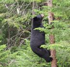 Safari photo ours noir