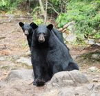 Safari photo ours noir