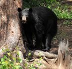 Safari photo ours noir