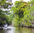 Louisiana bayous