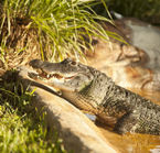 Alligator dans les Everglades