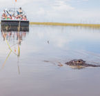 Safari aux alligators