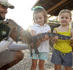 Safari aux alligators