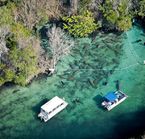 Swim with the Manatees