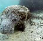 Swim with the Manatees