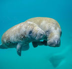 Swim with the Manatees