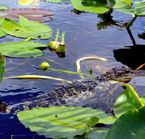Safari d'observation aux alligators