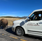 Wildlife observation tour in Grand Teton