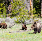 Wildlife observation