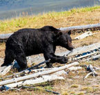 Wildlife observation tour in Grand Teton