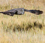 Wildlife observation tour in Grand Teton