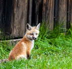 Wildlife observation tour in Grand Teton