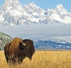 Bison à Grand Teton national park