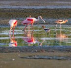 Galveston, roseate spoonbills and American avocets