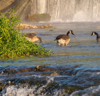 Joplin, Canadian gooses near Grand Falls