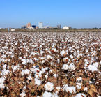 Midland, cotton field