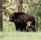 Black bear photo safari, Charlevoix