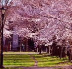 New-Haven - Les cerisiers en fleurs