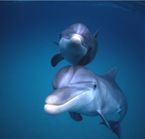 Observation des dauphins - Panama City Beach, FL.