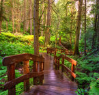 Sentier des cèdres géants près de Revelstoke