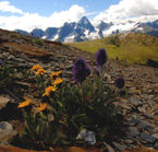 Fleurs alpines, Destination BC, David Gluns