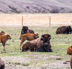 Cheyenne, Terry Bison's Ranch