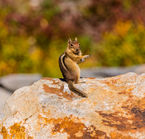 Mount Rainier, Cascade golden-mantled ground squirrel