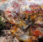 Petrified Forest, zoom sur un bois pétrifié