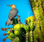 Phoenix, Gila woodpecker