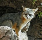 Tucson, grey fox au Arizona-Sonora Desert Museum