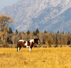Wyoming wild horses