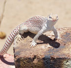 Yuma, desert iguana