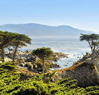 Lone Cypress on the 17-mile drive