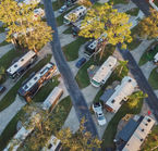 Encore Tropical Palms