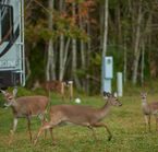 Encore Tropical Palms