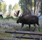 Camping Gros Ventre - Grand Teton