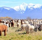 Harvest Hosts - Missoula