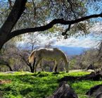 Coffee with Critters - Yosemite